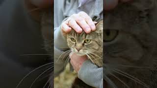 Common signs that your cat may be in pain [upl. by Daphne]