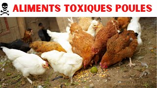 Alimentation poules  Aliments toxiques et déconseillés pour les volailles [upl. by Aremaj3]