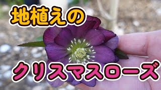 【趣味の園芸】地植えクリスマスローズ咲きました [upl. by Zerat]