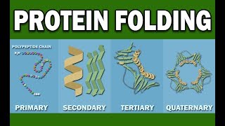 PROTEIN FOLDING [upl. by Quenna]