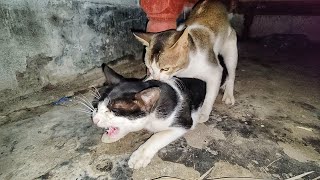 Cats mating  cat mating call sounds  Cats Meowing [upl. by Delaney291]