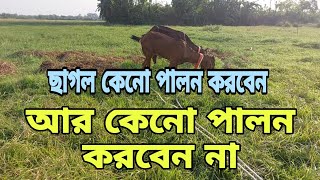 ছাগল লালন পালন করে লাভবান হবেন কি ভাবে আর ছাগল কি ভাবে পাললে লস হবে। [upl. by Goss777]