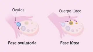 NO ME PUEDO EMBARAZAR🤰Causas de infertilidad femenina [upl. by Atiuqnahs]