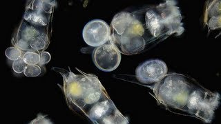 How to Culture Rotifers [upl. by Uri]