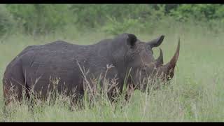 Rhino Rendezvous  Fun Facts [upl. by Nirrep]