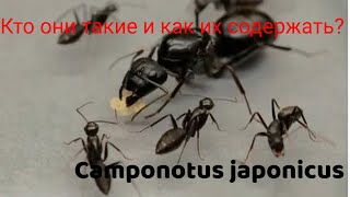 Разбор вида муравьев Camponotus japonicus [upl. by Acirre809]