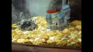 Firemouth Convict Cichlid Hybrid Babies [upl. by Pressey]