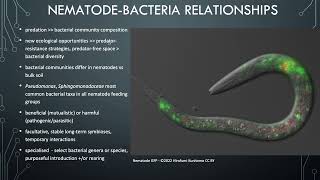 Lesson 74  Nematodebacteria interactions [upl. by Notgnilra143]