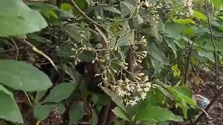 Ivo Arrey Mbongaya on integrated sustainable food fodder and livestock systems [upl. by Ward]