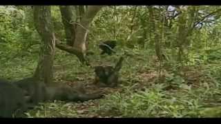 Lost Baby Chimps the Jane Goodall Institute [upl. by Enyledam]