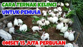 TERNAK KELINCI OMSET PRIA INI CAPAI 15 JUTA PERBULAN  CARA BUDIDAYA KELINCI UNTUK PEMULA [upl. by Lyrahc]