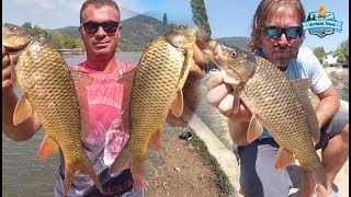 Sazan Avı Nasıl Yapılır Belgesel Tadında  How to Catch Carp Fishing [upl. by Kassab]