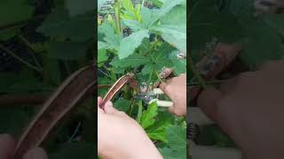 New seeds for the new plants  garden organicgardening okra [upl. by Ahtibbat]