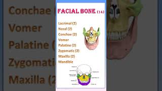 TIPS 25 FACIAL BONE OF SKULL  MNEUMONIC  BONES OF FACE [upl. by Vedetta534]