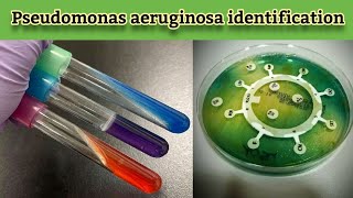 Practical work Pseudomonas aeruginosa Identification and confirmatory biochemical tests English [upl. by Anneiv]