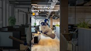 Find me at the office this Halloween 🥲😭🎃👻 shorts halloween cats trending [upl. by Neenahs]