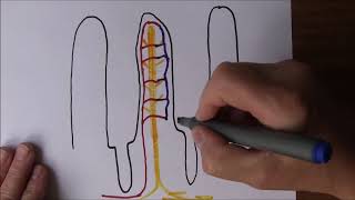 Digestive System 7 Small Intestine and absorption [upl. by Kinsley]