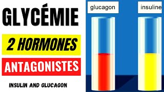 Insuline et glucagon 2 hormones antagonistes mais complémentaires [upl. by Aiceila]