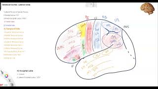 Lecture 4 Cerebral Cortex Lateral view 3 [upl. by Manda]