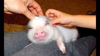 MOST ADORABLE Mini Pig Videos  Cute Micro Pig 2017 [upl. by Nerhtak358]