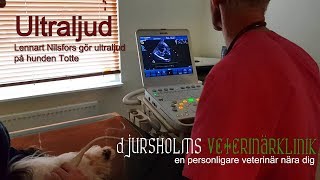 Ultraljudsvlogg 1  hunden Totte ultraljudar hjärtat  Djursholms Veterinärklinik [upl. by Ima858]