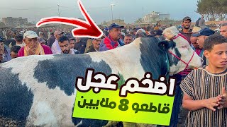 🚨شـاهد اضـخم عـجل بسوق الخميسات ناضت عليه ضـجة لي قاطـعو مولاه ب 8 ملايين [upl. by Zingg691]