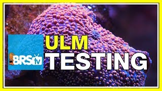 ULM Tank Trials Ep19 Water Testing for Ultra Low Maintenance  BRStv [upl. by Ulah]