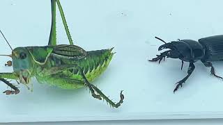 巨蝼步甲VS蝈蝈 巨蝼步甲捕食 Scarites Carabidae VS katydidScarites Carabidae predation [upl. by Basilius842]