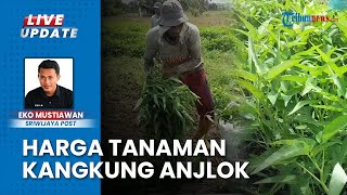 Harga Anjlok Tanaman Kangkung di Musi Rawas Dijadikan Pakan Ternak oleh Petani [upl. by Riana]