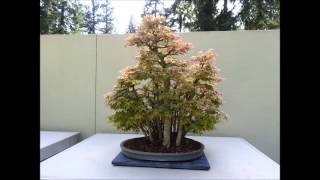 Weyerhaeuser Bonsai Gardens [upl. by Nirrep]