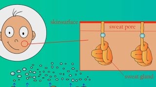 How Does Sweat Work [upl. by Atsirt]