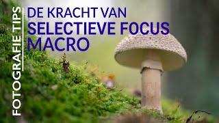 De kracht van selectieve scharpstelling  macro fotografie [upl. by Aranat]