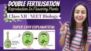 Double Fertilisation  Sexual Reproduction in Plants  Class 12  NEET Biology [upl. by Goody]