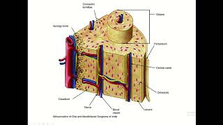 Osteons Osteoids Periosteum Endosteum in the Skeletal System [upl. by Sherborn561]