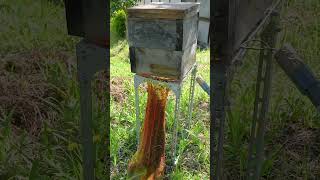 Capturing a Swarm of Japanese Honeybees [upl. by Nagaet]