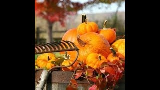 Garten im November 1 Erdbeeren umpflanzen Gemüse lagern den weltbesten Dünger verteilen [upl. by Aniral]