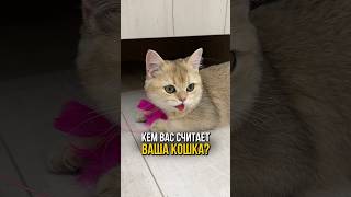 Кем вас считает ваша кошка 🐱 [upl. by Ientirb273]