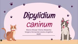 Dipylidium caninum [upl. by Hartman]