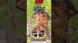 Eagle Vs snake youtubeshorts animalfacts [upl. by Onifur]