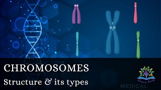 Chromosome structure Telocentric Acrocentric  Metacentric  Submetacentric  Haploid  Diploid [upl. by Auroora277]