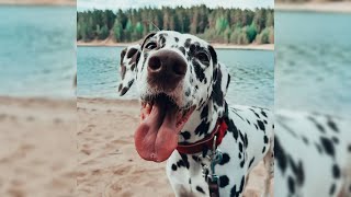 Dalmatien Avantages et inconvénients Prix Comment choisir Faits Soins Histoire [upl. by Othilia]