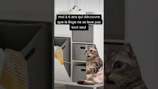 Cest faux jen ai 24 chien chat animal animaldecompagnie humour blague memes [upl. by Ignacia]