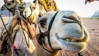 CAMELS OF ARABIA [upl. by Platon]