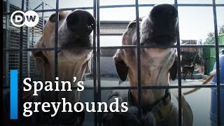 Galgos Are Spains greyhounds mistreated  DW Stories [upl. by Anneliese]