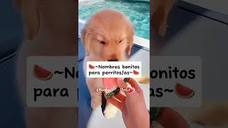 Nombres bonitos para perritosasnoflop likepls apoyopliis aesthetic viralvideoplinkiiaesthetic [upl. by Ardiedal478]