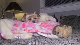 Rylie wishes everyone pleasant dreams goodnight yorkies Rylie [upl. by Pillihpnhoj846]