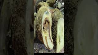 Stone in cracked hoofs cow hoof asmr [upl. by Ydahs]