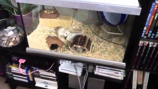 My Daily Gerbil Routine morning requested [upl. by Erusaert]