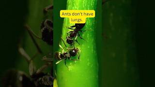 Ants dont have lungs facts factshorts youtubeshorts science school shortsfeed [upl. by Nnylahs]