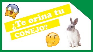 Porque MI CONEJO ME ORINA [upl. by Seadon]